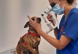 Ingresa en prisión condenado por maltratar a su perro durante meses