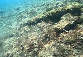 El Cabildo encargará un estudio del cañón de Castillo, pero no prevé sacarlo del mar