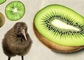 Kiwi, el fruto chino que vino de Nueva Zelanda y triunfó en Pontevedra