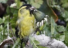 Los bosques europeos no sobrevivirán sin animales