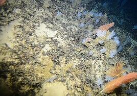 Los montes submarinos canarios albergan un gran número de corales y esponjas únicas