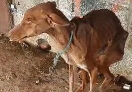 Detenido por la muerte de más de 15 animales en una granja abandonada en Santa Cruz