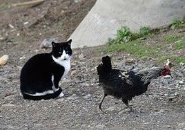 Conflictos y bulos con las colonias felinas