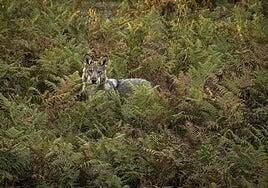 Un fotógrafo tras las huellas del lobo en sus nuevos territorios