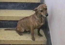 Ocho meses de cárcel por golpear reiteradamente a su perro y tenerlo en situación de abandono en Arucas