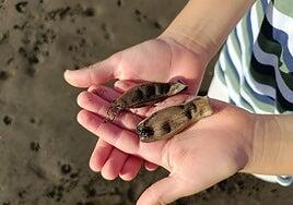 Lo nunca visto en Canarias: un niño de 9 años descubre huevos de tiburón en una playa de Telde
