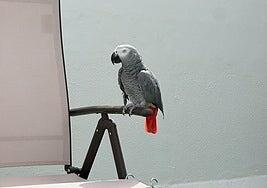 Buscan un loro de cola roja en El Tablero