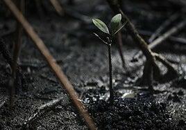 Uno de cada tres árboles del planeta está en peligro de extinción