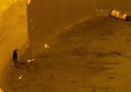 La ciudad y las ratas: cronología de un contrato vencido que resta eficacia al servicio