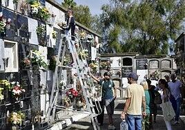 Flores para Todos los Santos: menos producción nacional y un gasto de 40 euros por persona