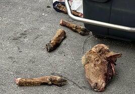 Rituales satánicos por Halloween: «No se deben dar en adopción gatos negros en estas fechas»