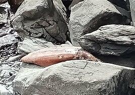 Localizan un calamar gigante en Bahía Feliz