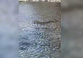 Un tiburón angelote se queda atrapado en la charca de Salinetas