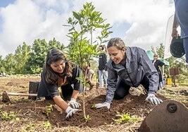 Turismo organiza una reforestación con la plantación de 180 árboles en la que participan ochenta profesionales