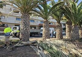 El ayuntamiento poda las palmeras de Costa de Antigua