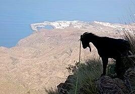 El ganado asilvestrado porta patógenos transmisibles al estabulado y a los humanos