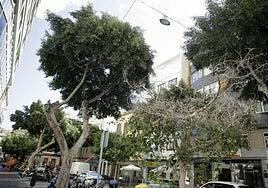 San Bernardo quiere ver la luz