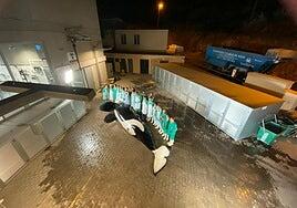 Muere Keto, la orca macho de seis metros del Loro Parque