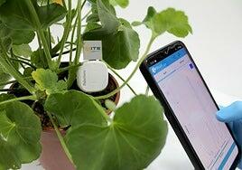 Crean una red de sensores capaces de medir en tiempo real la calidad del ambiente a través de las plantas