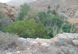Betancuria clama por la limpieza de los barrancos
