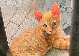 Un asesino de gatos se sentará en el banquillo de los acusados