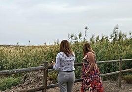 Una plaga de caña común amenaza al humedal de El Saladar