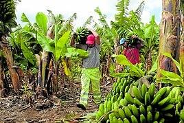 Los cambios en el sector del plátano se aplicarán desde marzo de 2025