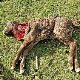 Lobos y perros salvajes amenazan con hacer desaparecer los rebaños en Guadalajara