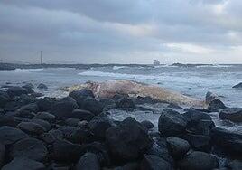 Un rorcual norteño vara muerto en la costa de Telde