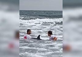 Un delfín muere en la orilla de La Laja