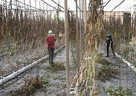 300.000 euros para combatir la Tuta Absoluta del tomate en la zafra de Gran Canaria