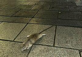 «Se nos van a meter las ratas en casa: ya caminan por los cables de Mesa y López»