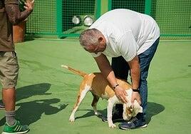 La adopción de animales se para hasta pasada la navidad