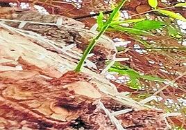 Árboles (olmo, ciprés…), poesía, narrativa