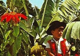 La flor de Pascua en la Navidad de Canarias