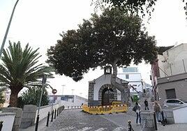 El ficus del risco de San Nicolás se salva de la tala