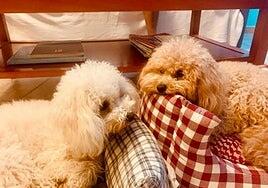 Mascotas y pirotecnia: «Hay que buscarles un refugio y evitar que huyan»