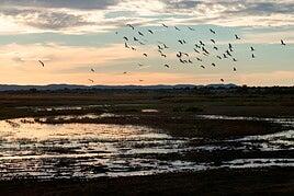 Activan los pozos de emergencia para salvar e inundar Las Tablas de Daimiel