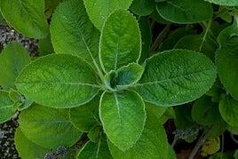 Desde el macetero al cuarto de baño