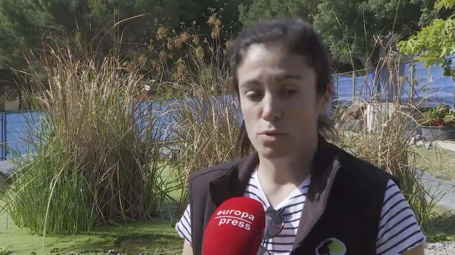 UPV reintroduce el gallipato, un anfibio autóctono en situación "vulnerable" por la sequía