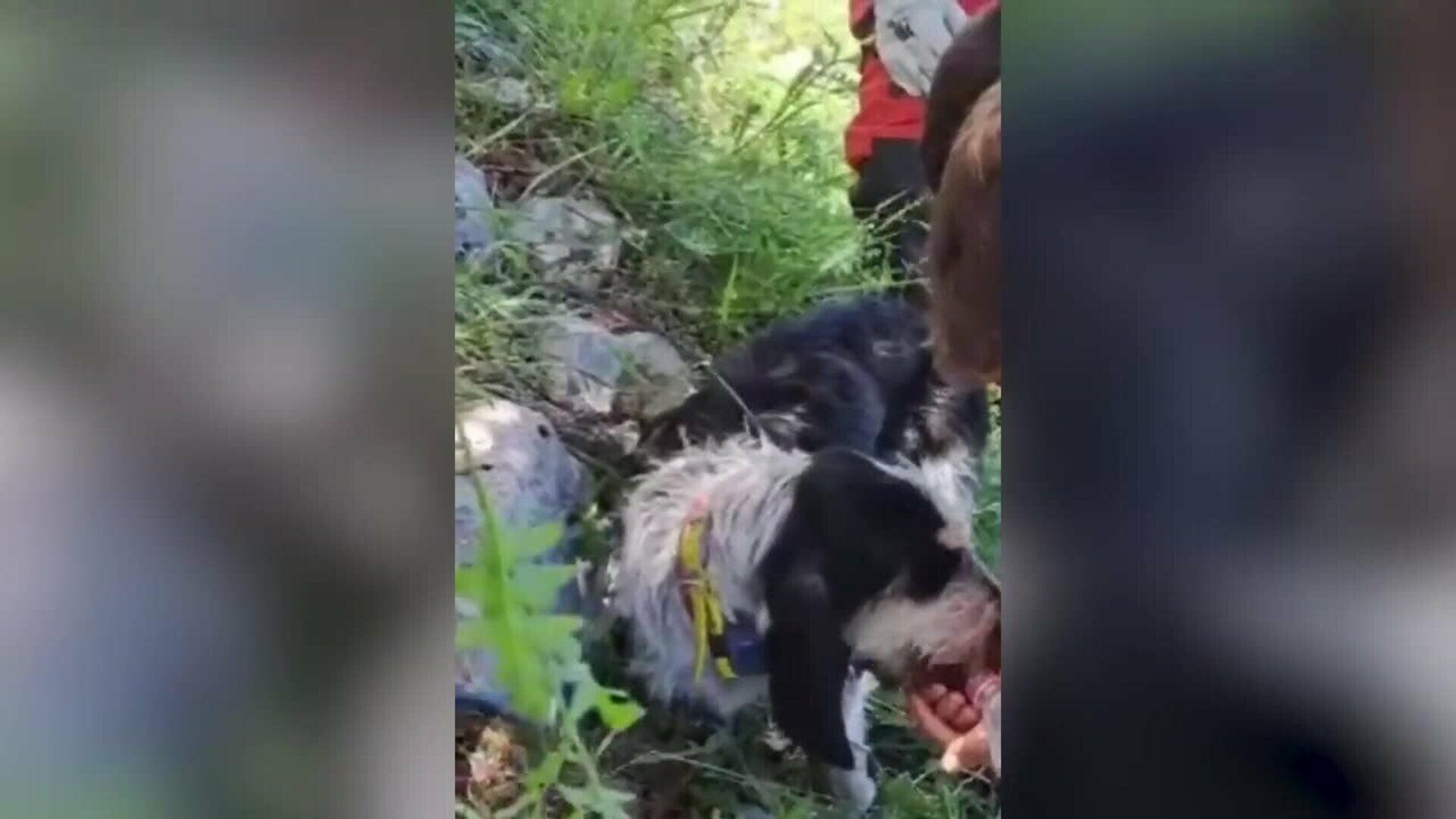 Bomberos rescatan a un perro tras caer 10 metros en una zona de monte de Quitanilla de Lamasón