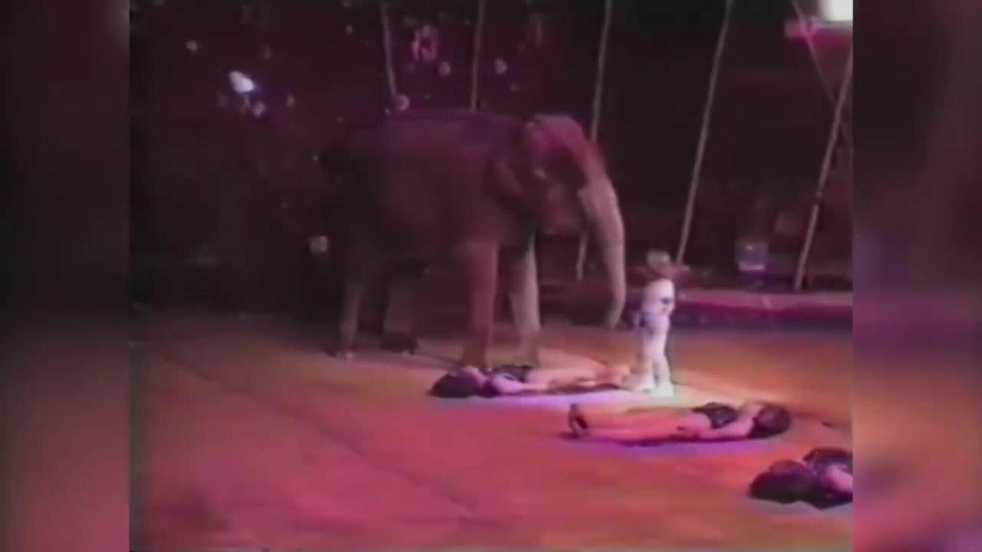 Ángel Cristo Jr. recuerda a su padre: "Gracias a mi padre, con 5 años yo ya era domador"