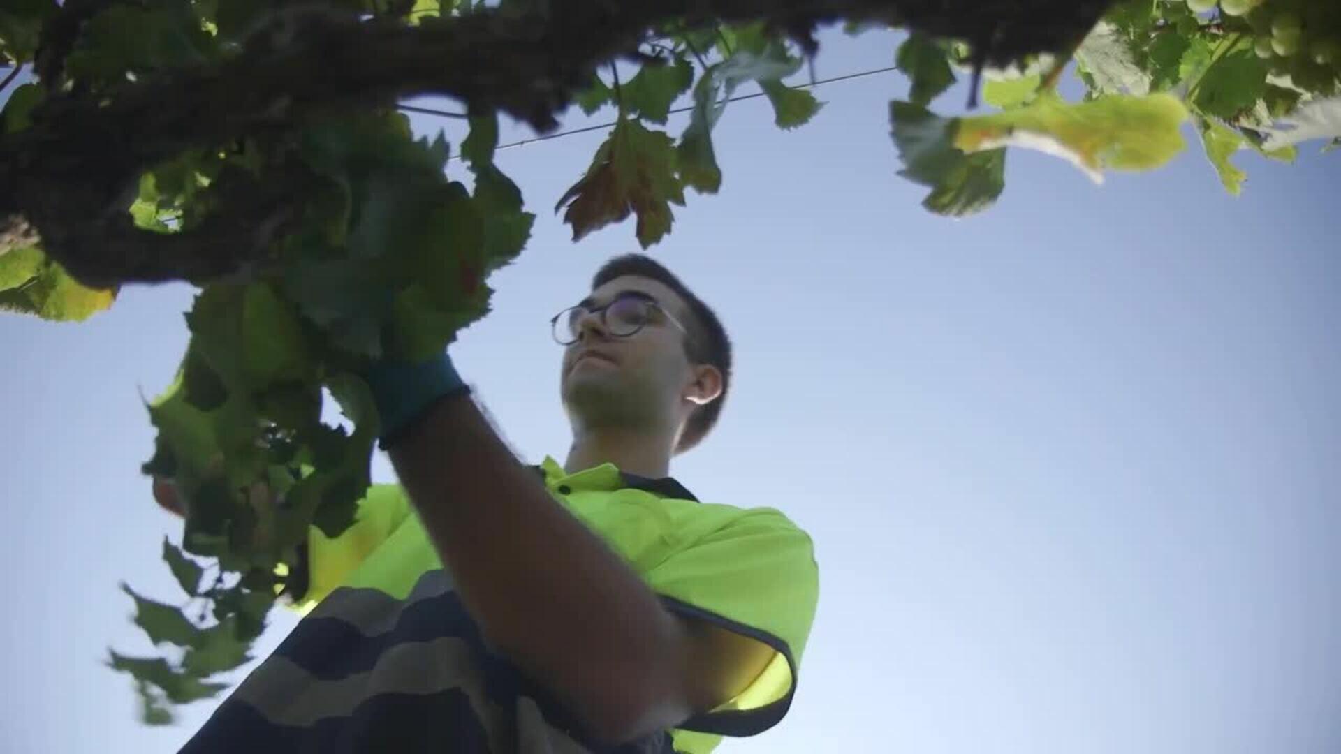 Raimat inicia la vendimia con previsiones excelentes y cepas sin ningún tipo de pesticida
