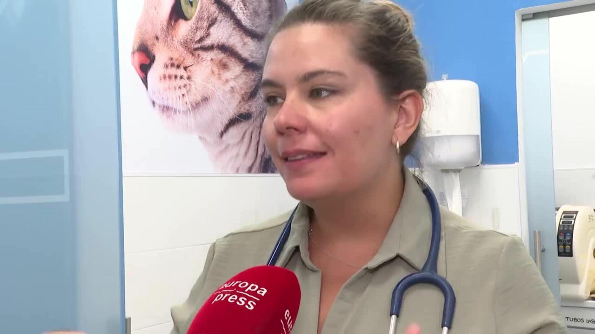 El Día del Gato recalca la importancia de su cuidado en casa, especialmente en verano