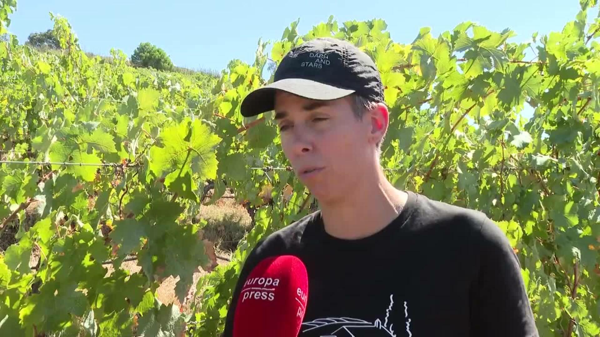 El cambio climático provoca que la vendimia se adelante varias semanas por las olas de calor