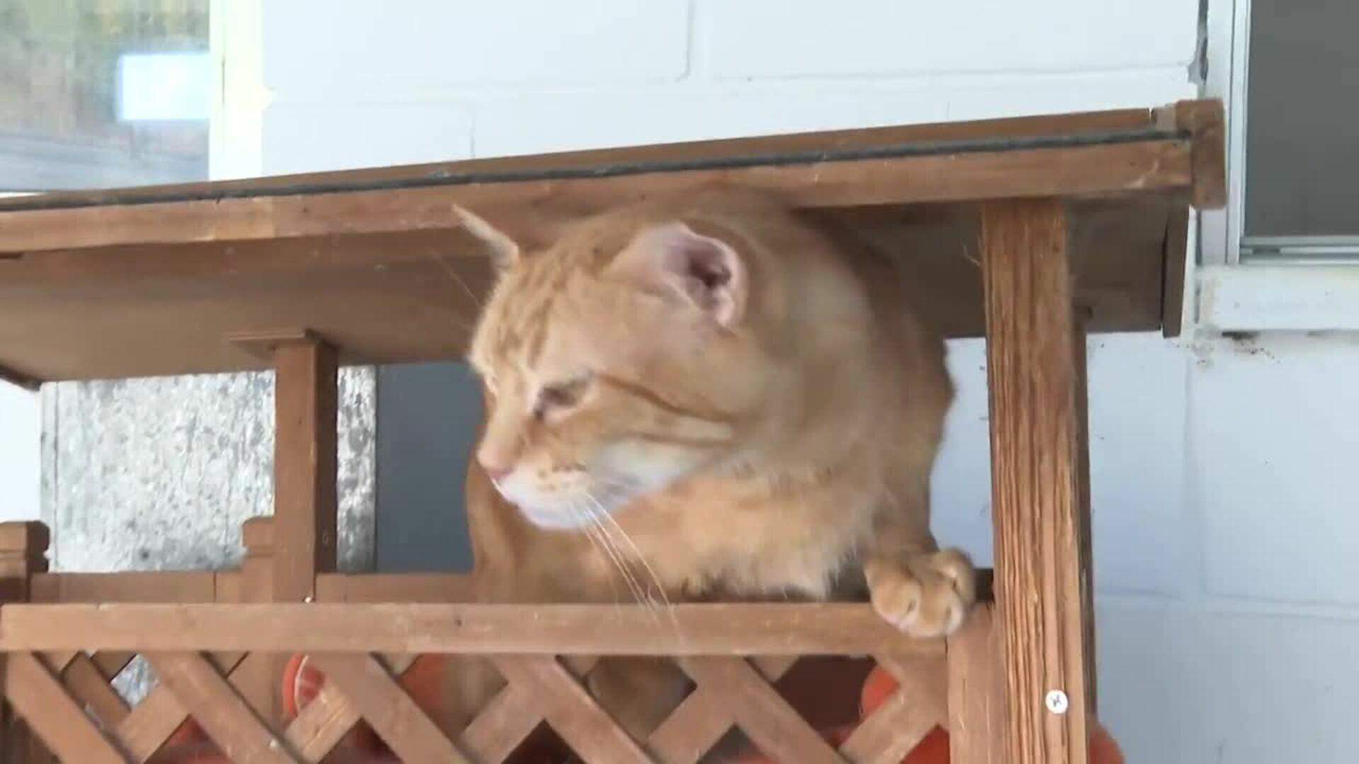 Protectora de animales pide "concienciar" en el Día Internacional del Animal Sin Hogar