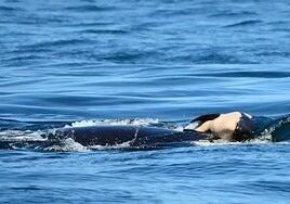 El eterno duelo de la orca Tahlequah