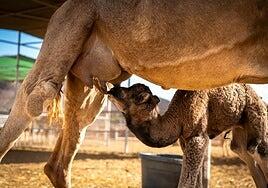 Amanecer y Tacho nacieron con los Reyes Magos en Fuerteventura