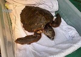 Salvan a una tortuga boba, «en un estado alarmante», en Playa del Hombre