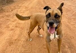 122 perros y una cabra encontraron un hogar en 2024 gracias al albergue de La Oliva